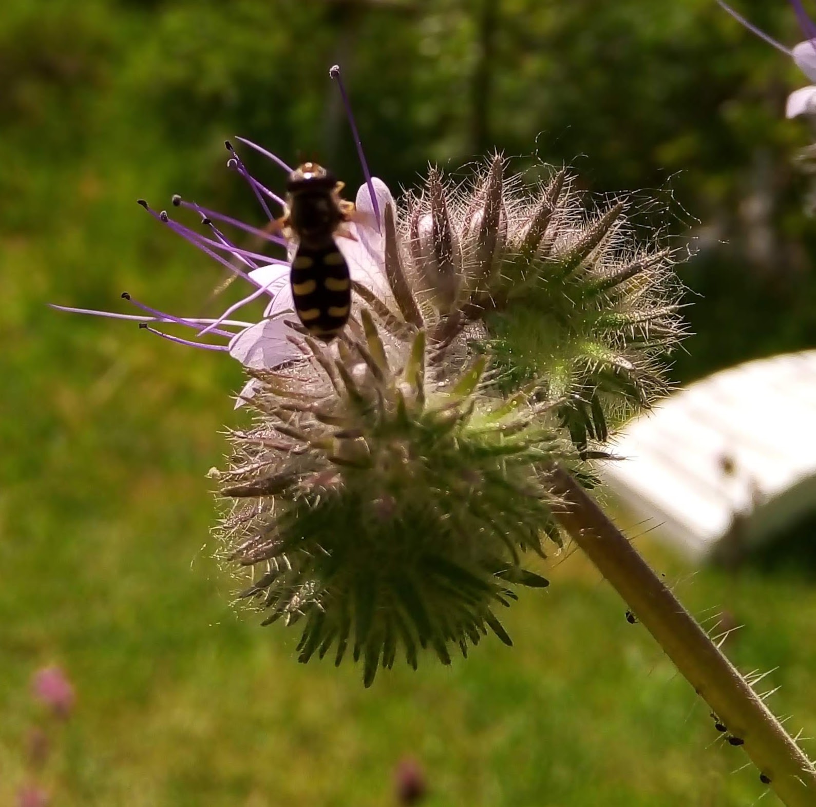 Echt sprookje (puur natuur)